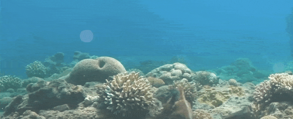 Octopus Punching Fish In The Face