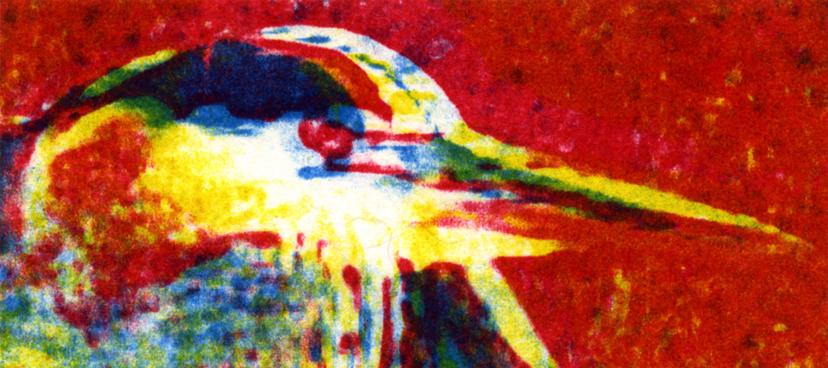 Naushon Shore Bird
