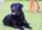 Tugboat CD, CGC Certified Service dog Trained/handled by Donna