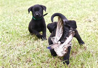 black Labrador retriever puppies