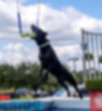 Dock dog Titled