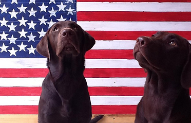 2 cedar creek puppies