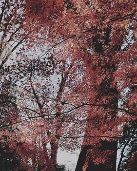 DSC_0150_2_edited_edited_edited.jpg