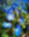 morning glory.jpg