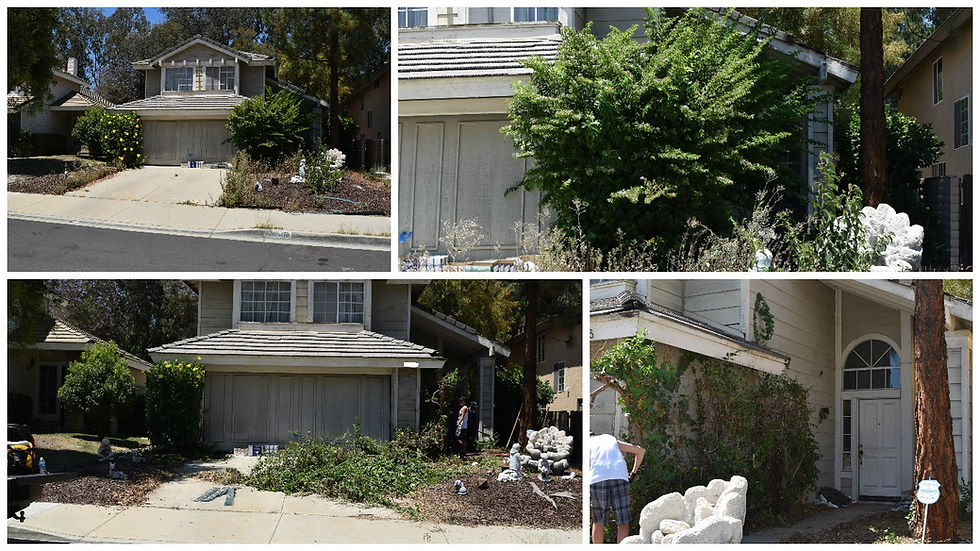 Landscape Clean Up
