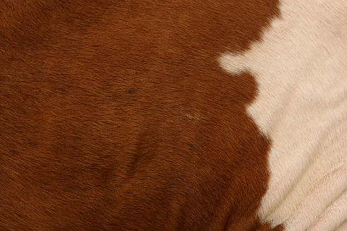 Cow Hide