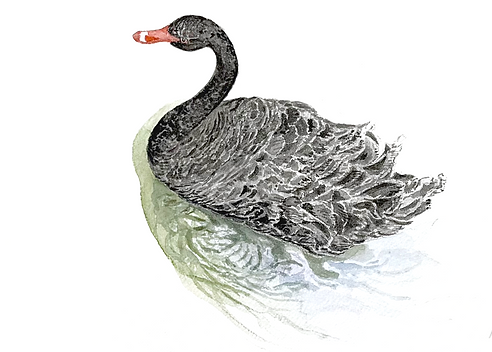 CentralParkSwanframe copy.png