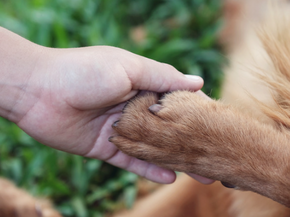 Teaching Children to Care for Animals