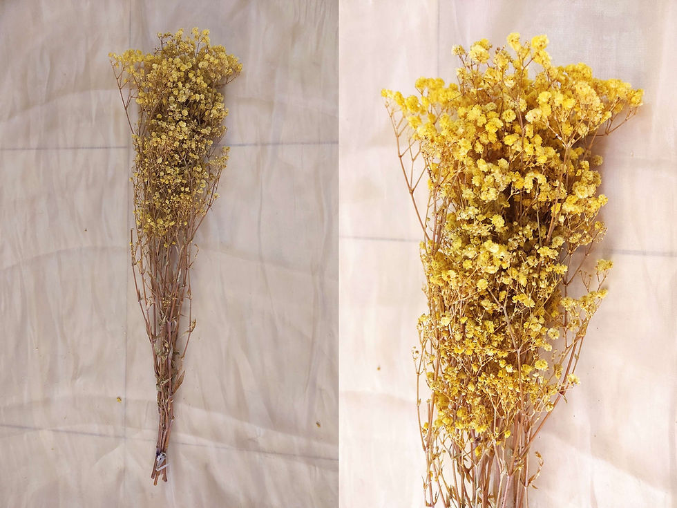 Miniatura: Flor Gypsofila 