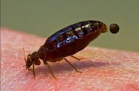 déjection de punaises de lit, tache brune, c'est le sang digéré