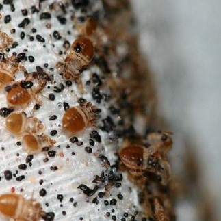 nid de punaises de lit avec tout les stades de développements punaises de lit adulte, Mues de punaises de lit, et oeufs de punaises de lit avec aussi des traces d'excrément