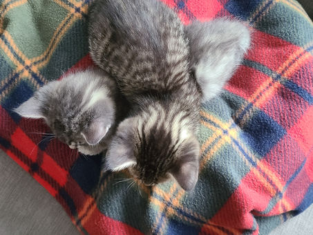 Two Kittens & an Inner Child Wound