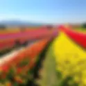 Tepebaşı  Tulip Festival  in North Cyprus | Dates, Location & Highlights Whats On In TRNC