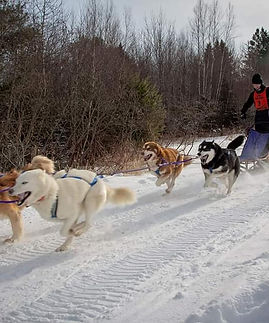 6 dog team take off.jpg