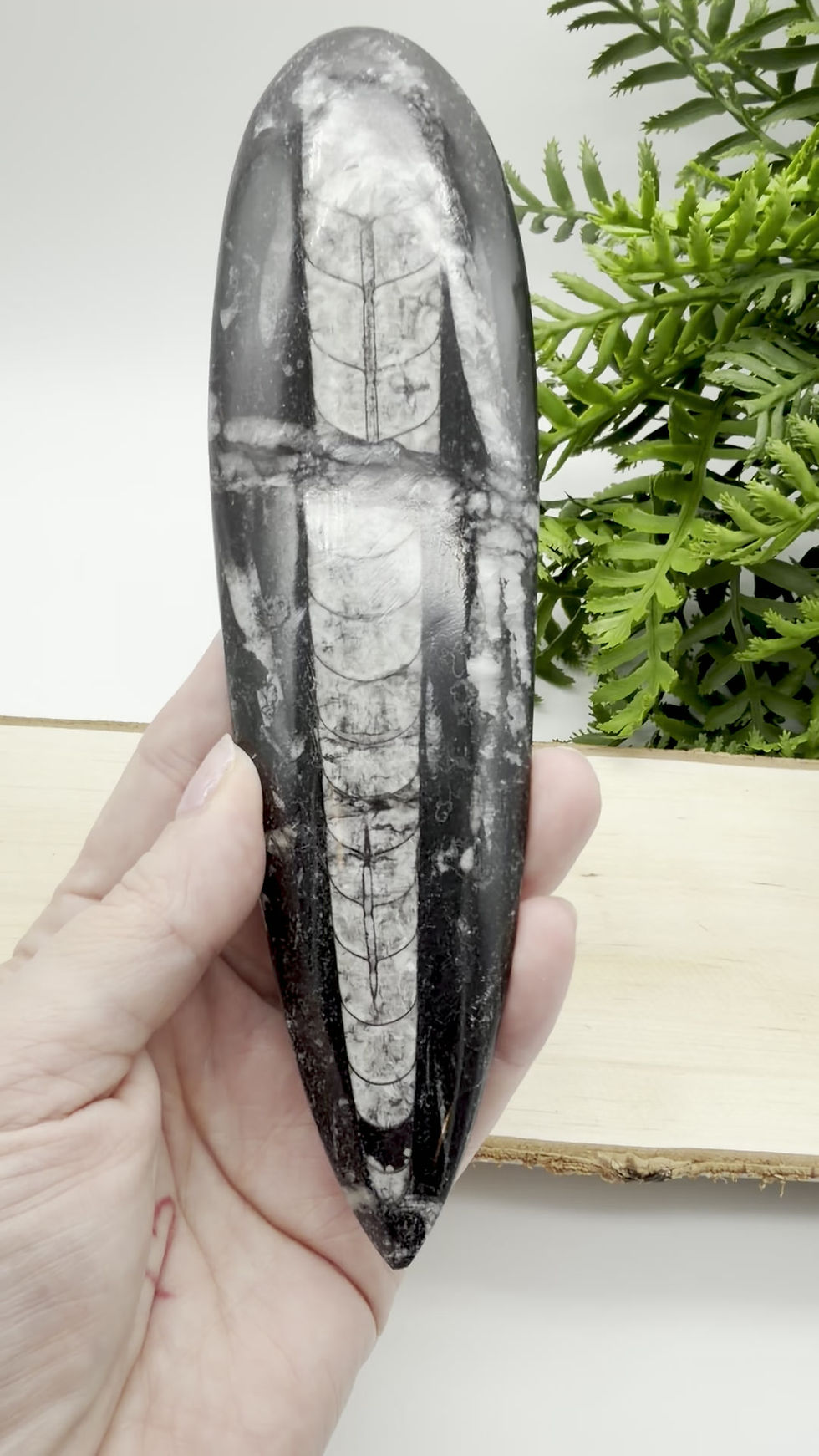 Thumbnail: Orthoceras - Fossil Squid ( Atlas Mountain Range, Morocco)