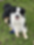 australian-shepherd-dog-training