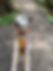enrichment-dog-walk-bromley
