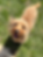nervous-dog-training