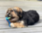 Maltipoo-puppy-training-orpington