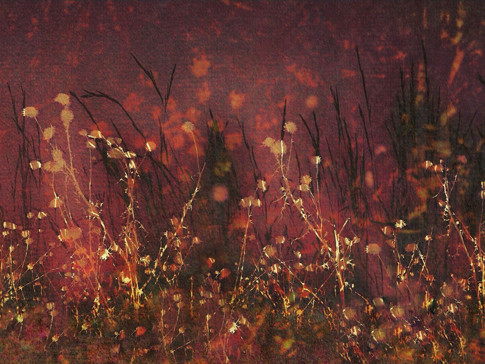 weihnachtsgras 001.jpg