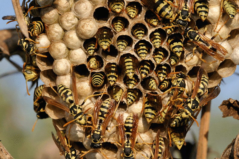 wasp-nest.gif