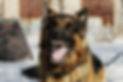 aggressive, angry dog.jpg