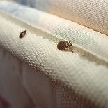bed-bugs-crawling-on-mattress_1952x1944.