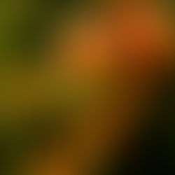 そろそろ美味しいあれの季節です