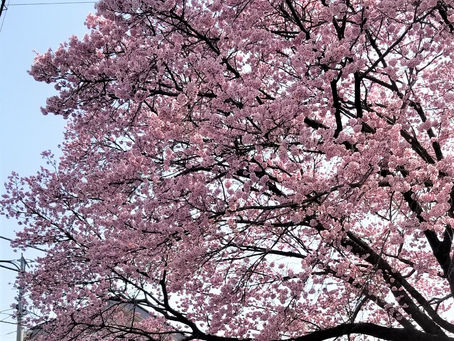 春のスケジュール