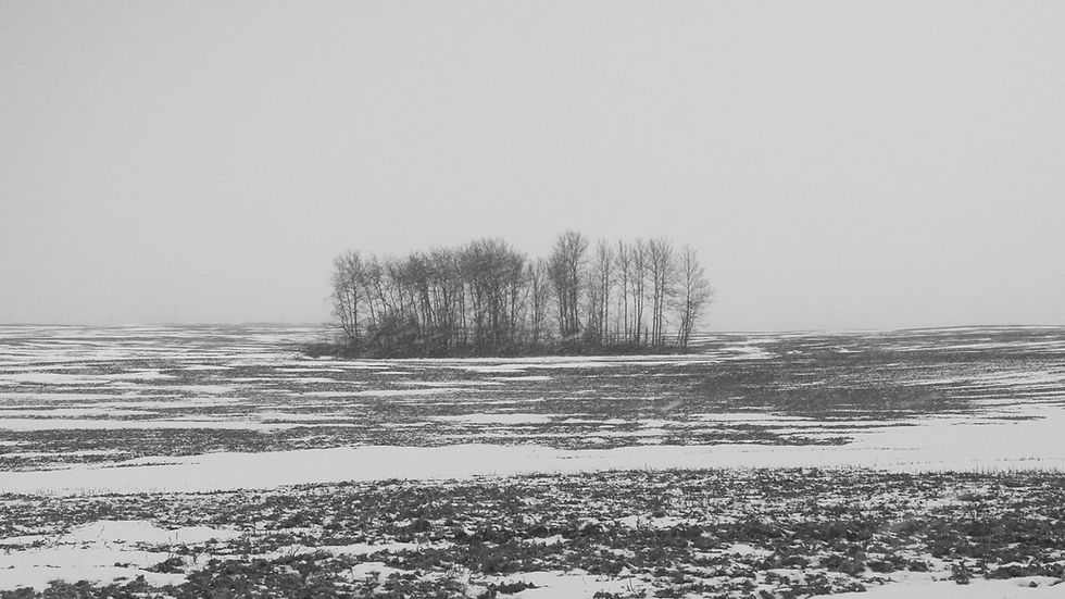 2 tree island.jpg