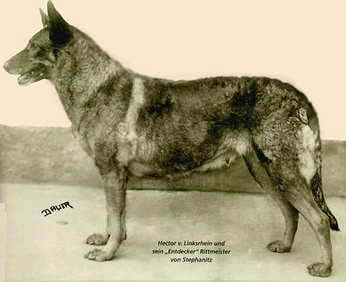 Horand_von_Grafrath_SZ1_aka_Hektor_Linksrheim.jpg