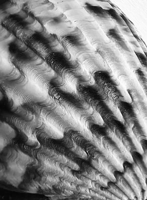 Close-up photograph of a seashell. Black and White photography
