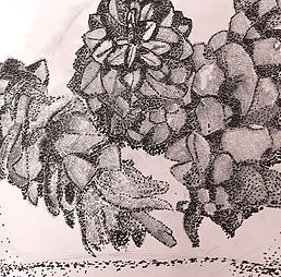 Pine Cone Stipple drawing