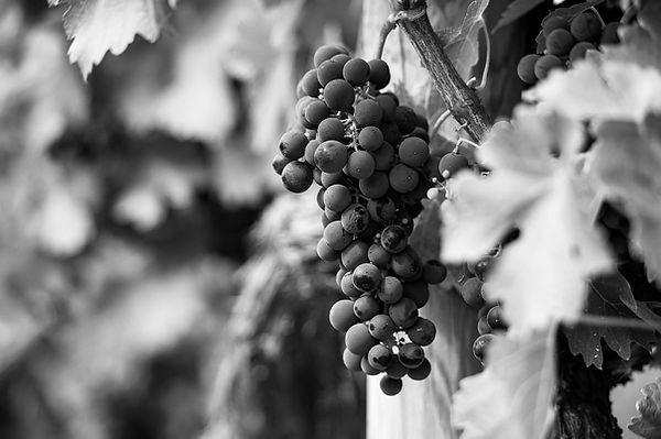 Grappe de raisin