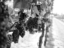pexels-grape-things-3840335_edited.jpg