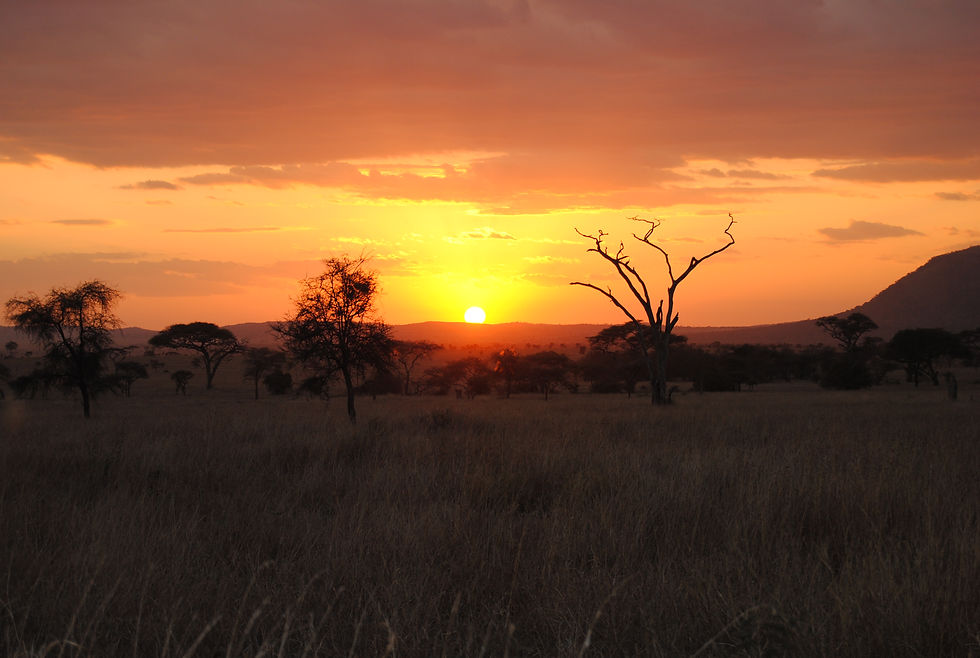 Serengeti Sunset