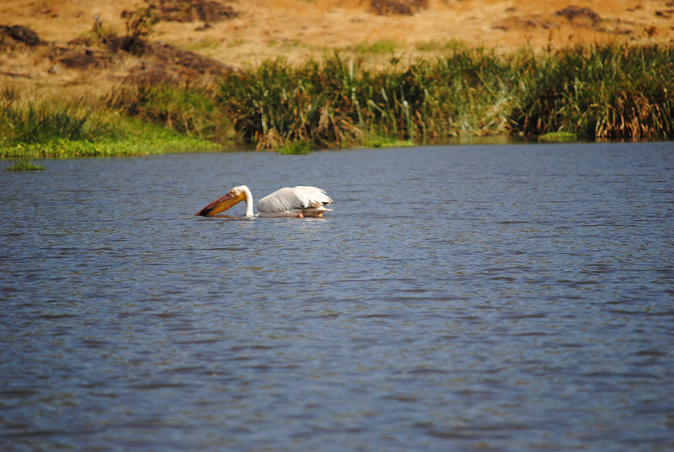 Pelican in Ngorongoro crater