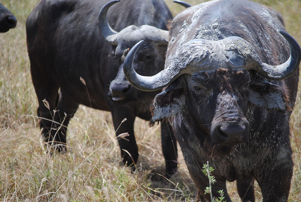 Buffalo in Ngorongoro
