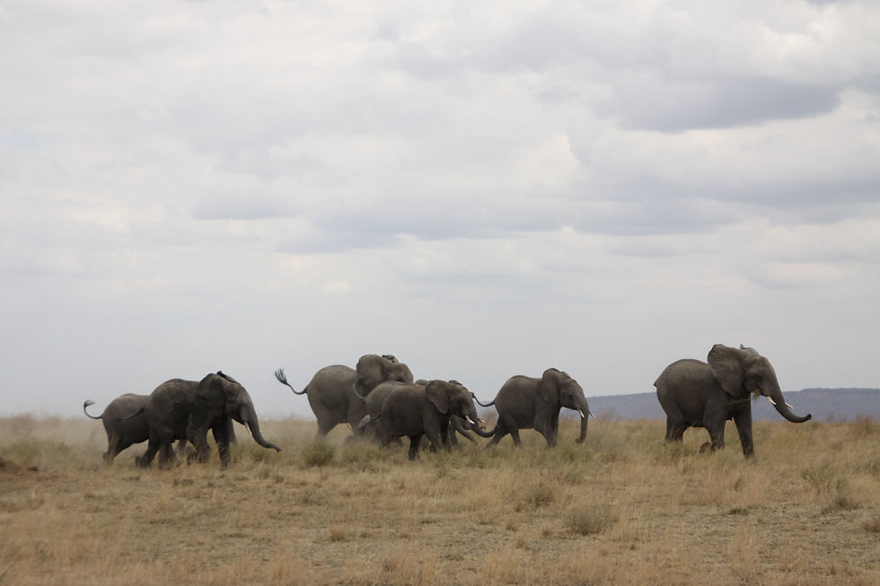 Elephant stampede