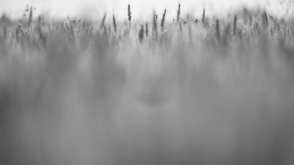 Blurred Meadow