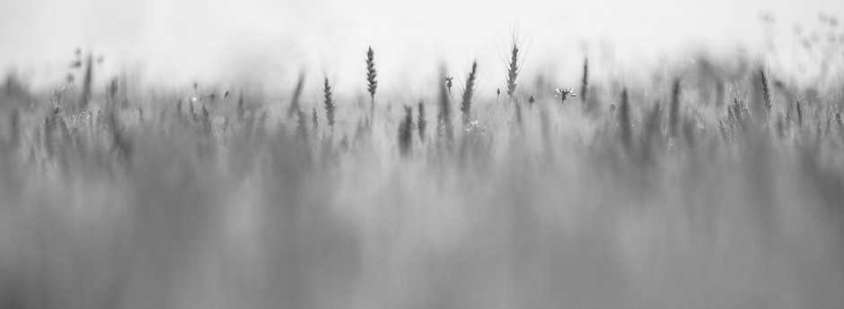 Blurred Meadow