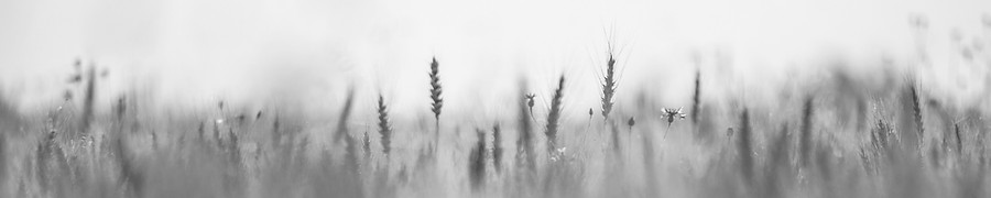 흐린 초원