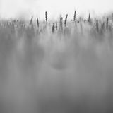 Unscharfe Wiese
