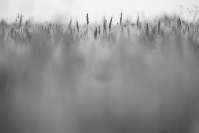 Unscharfe Wiese