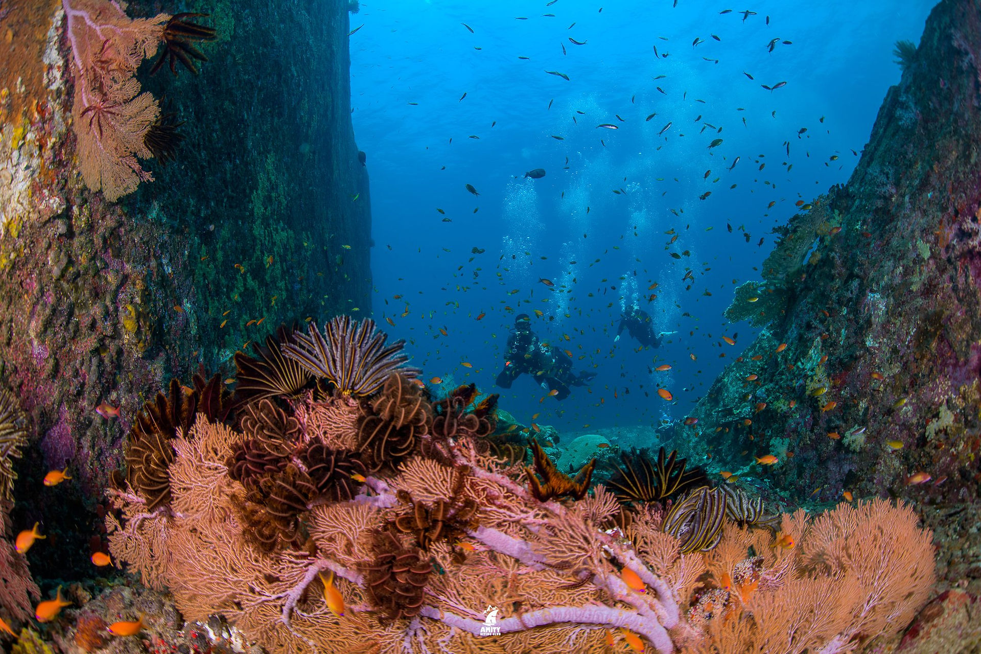similan underwater world