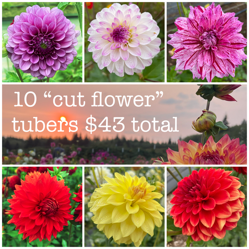 10 "cut flower" dahlias Hillside Blossoms