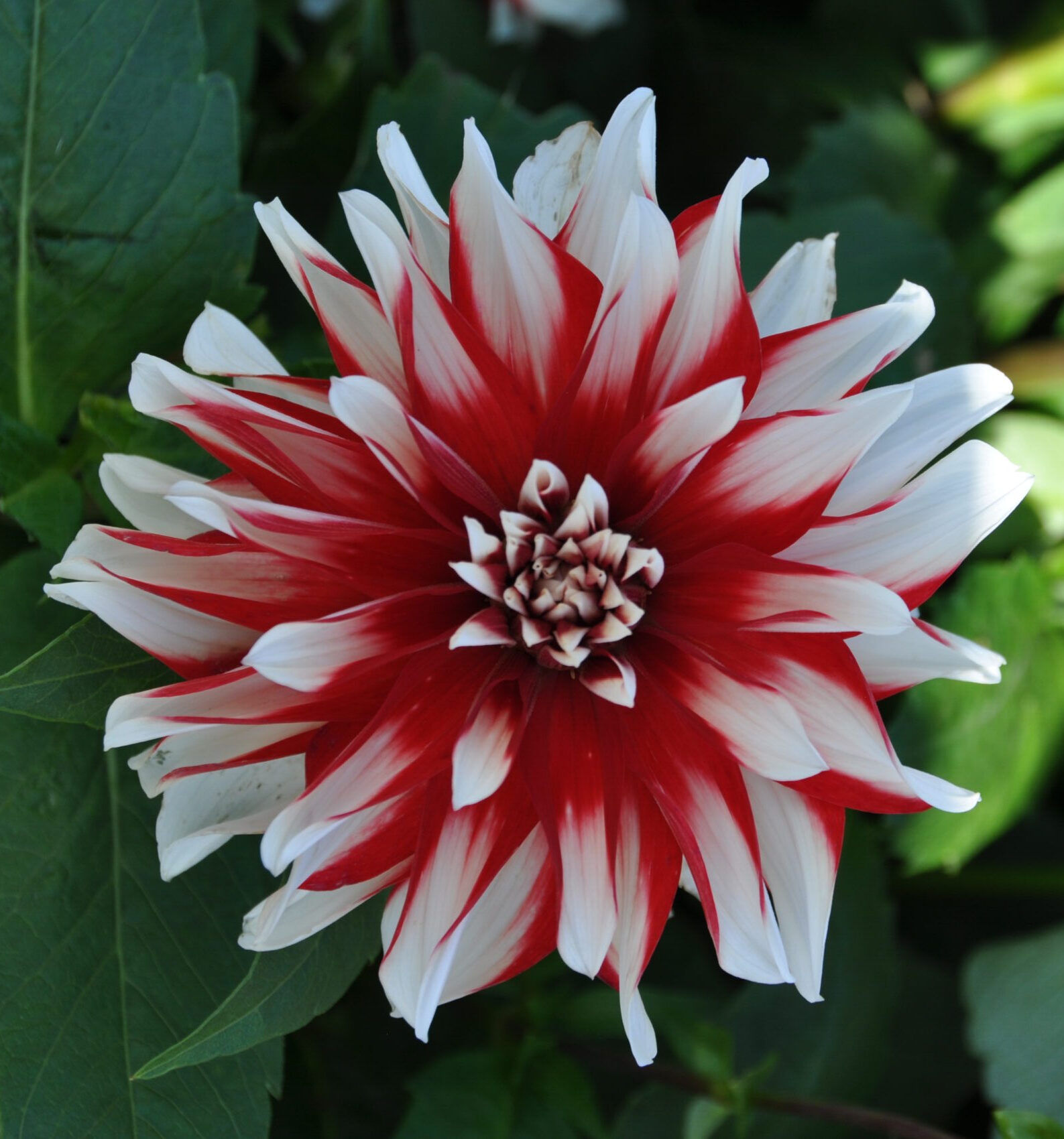 Dahlia Catching Fire