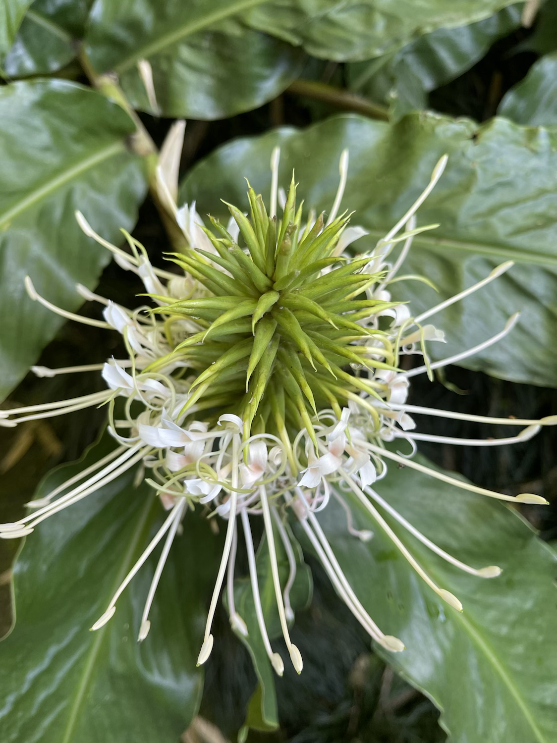 Hedychium thyrsiforme