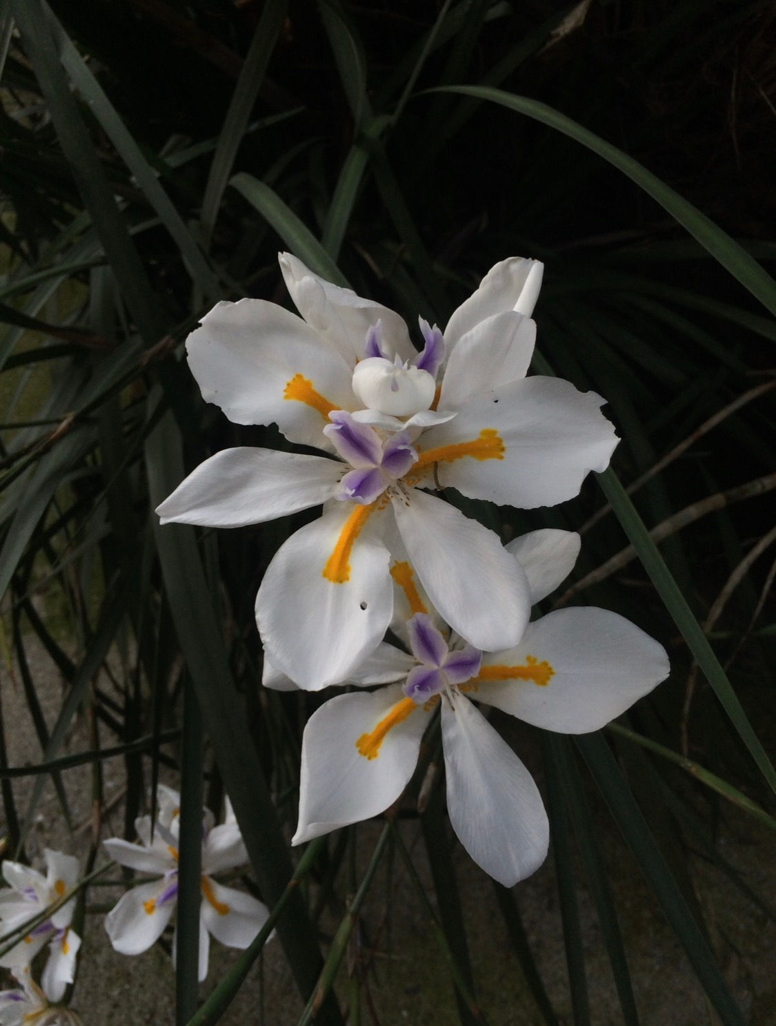 Dietes vegeta