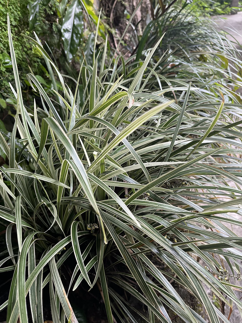 Thumbnail: Ophiopogon vareigata